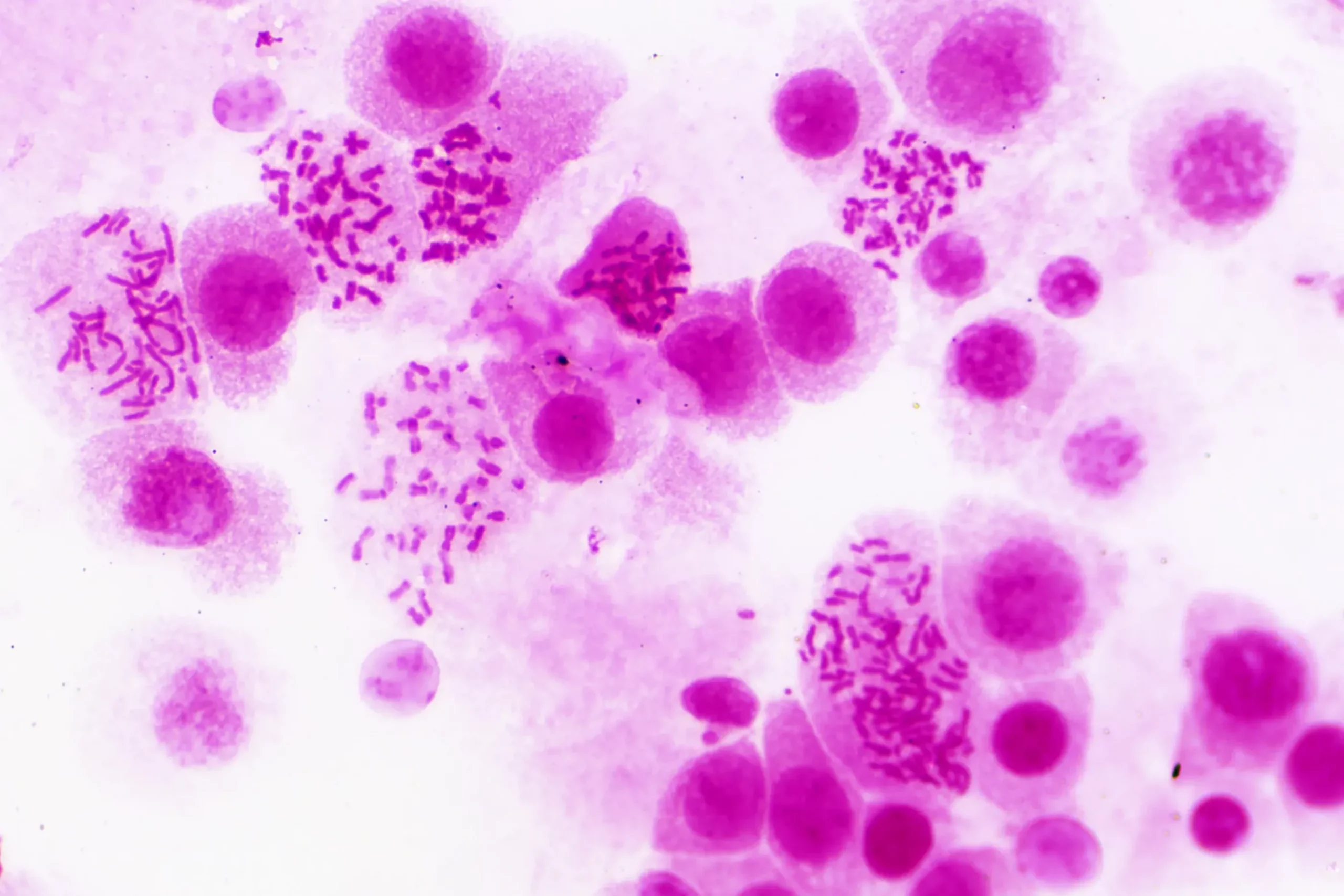 Dauerpräparate: Histologie>Bresser Online