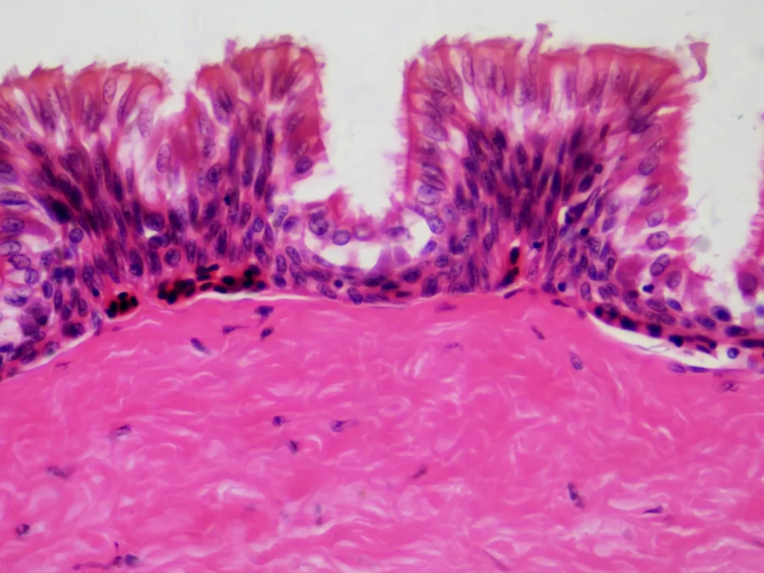 Dauerpräparate: Histologie>Bresser Online