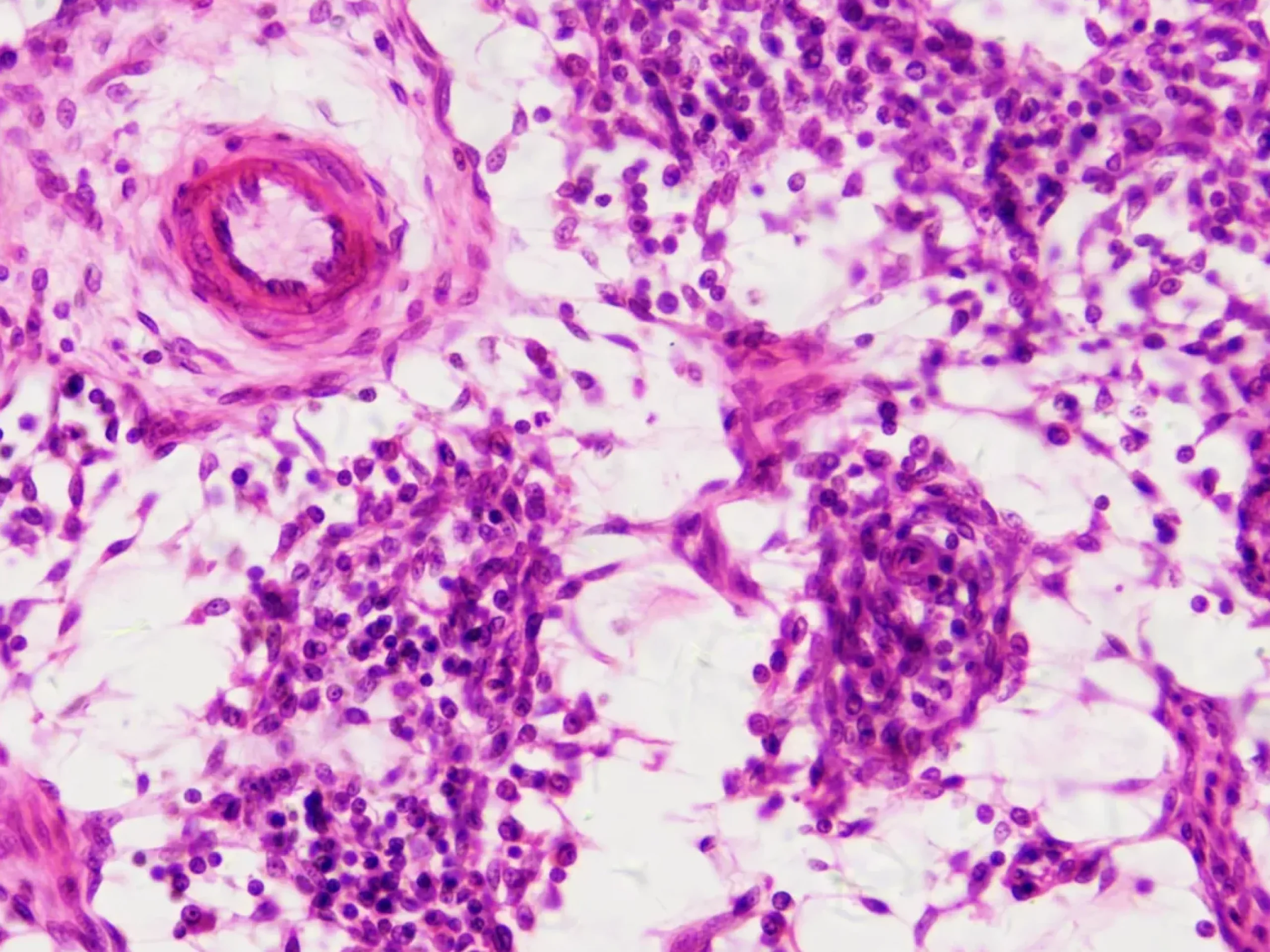Dauerpräparate: Histologie>Bresser Online