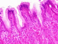 Dauerpräparate: Histologie><noscript><img width=
