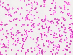 Dauerpräparate: Histologie><noscript><img width=