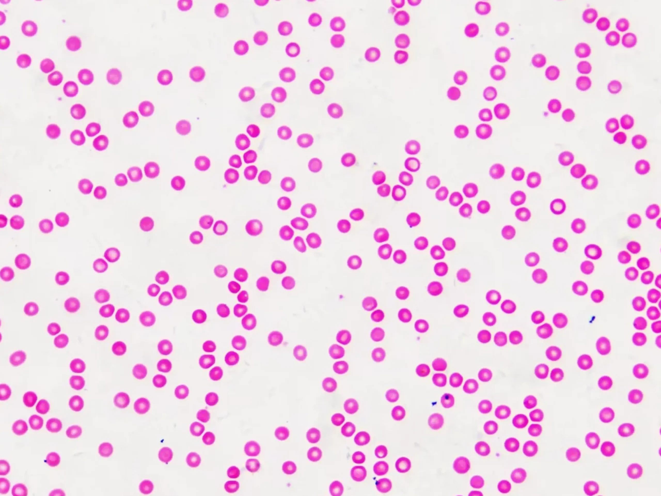 Dauerpräparate: Histologie>Bresser Online