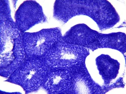 Dauerpräparate: Histologie><noscript><img width=